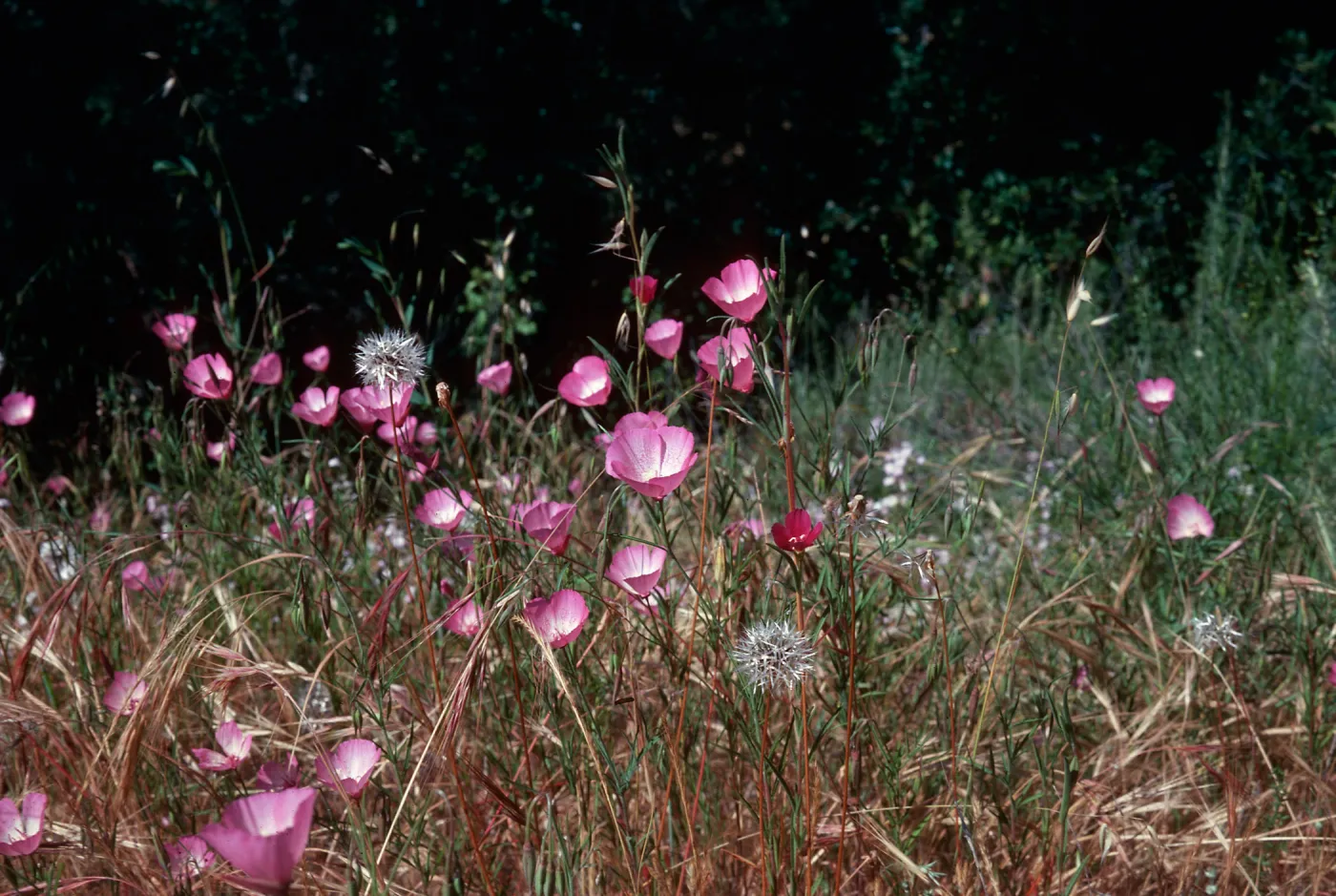 Clarkia