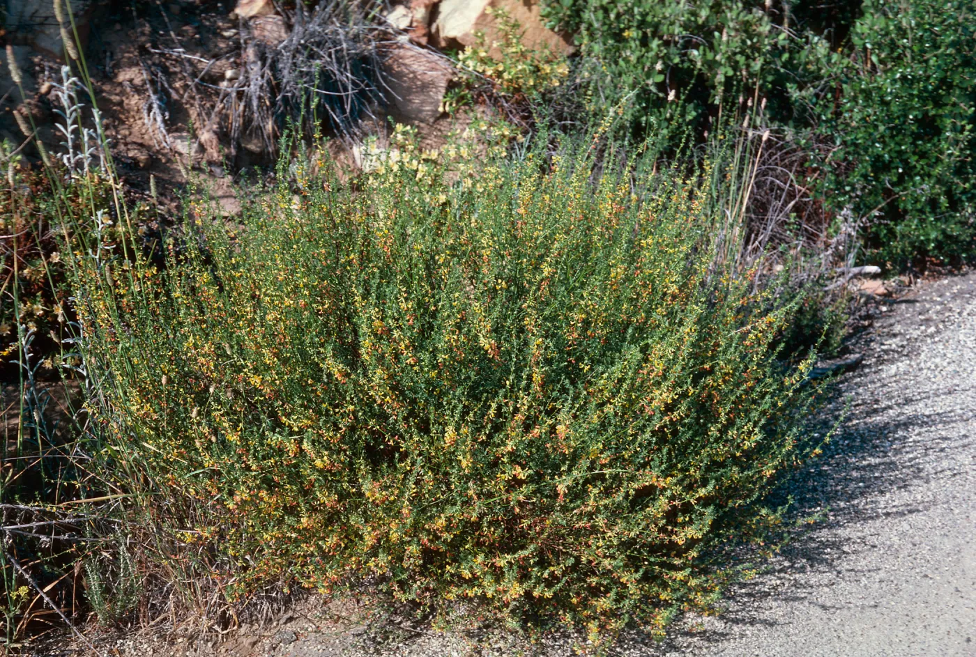 Deerweed