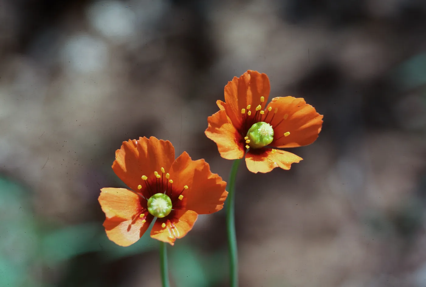 Wind Poppy