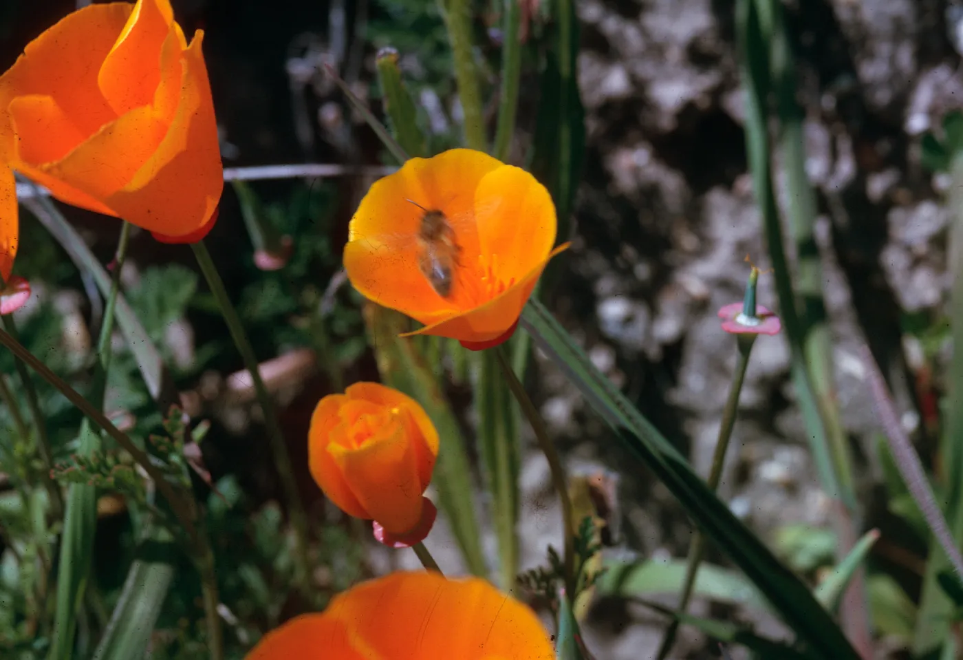 Poppy