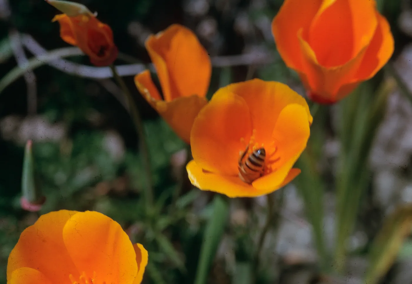 Poppy