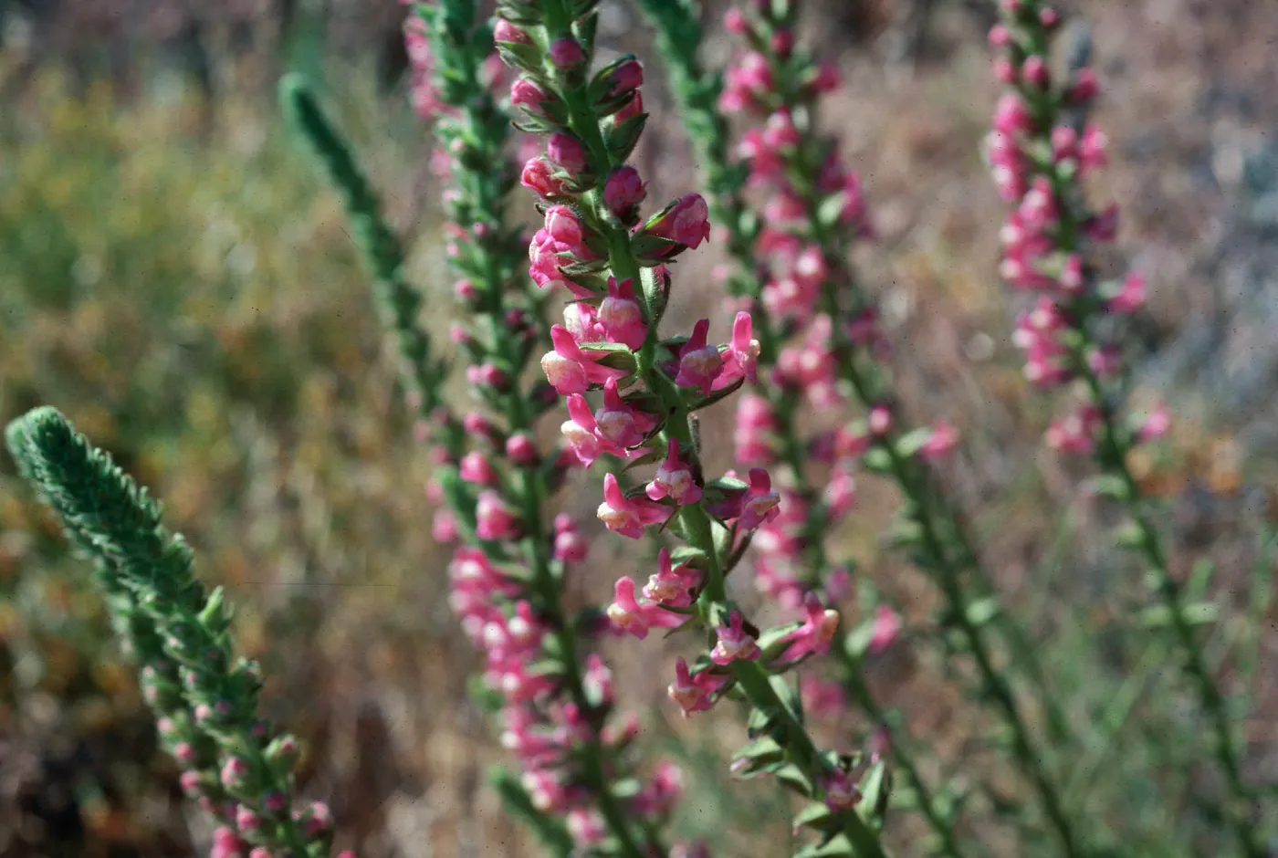Antirrhinum glandulosum