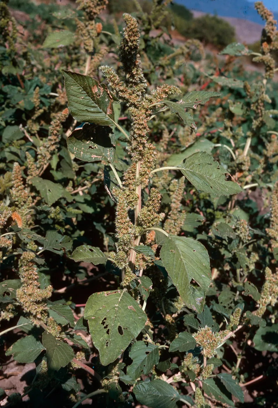 Amaranthus retroflexus 