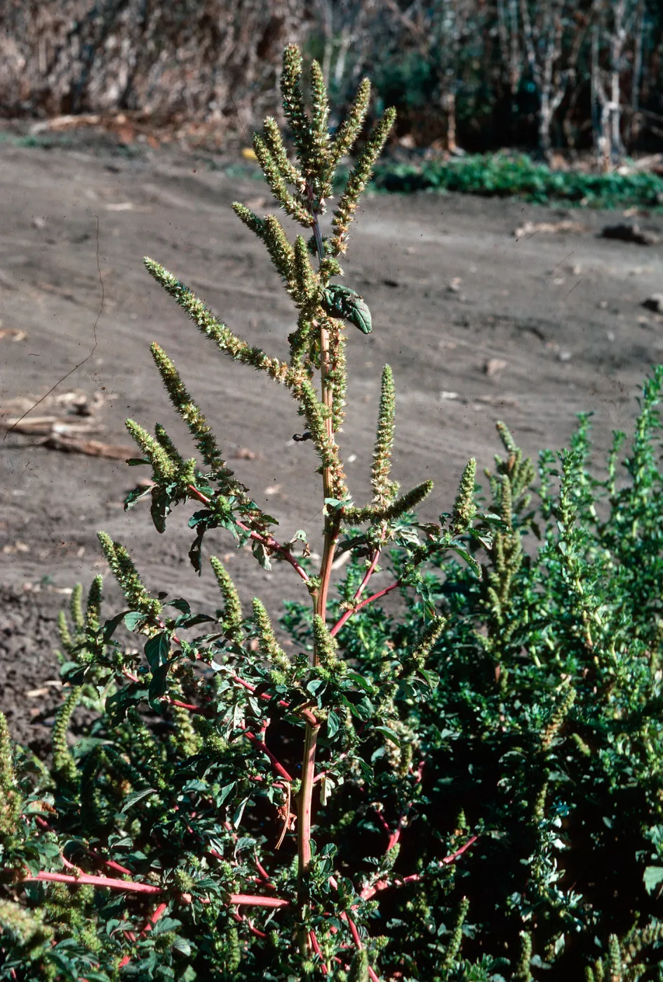 Amaranthus
