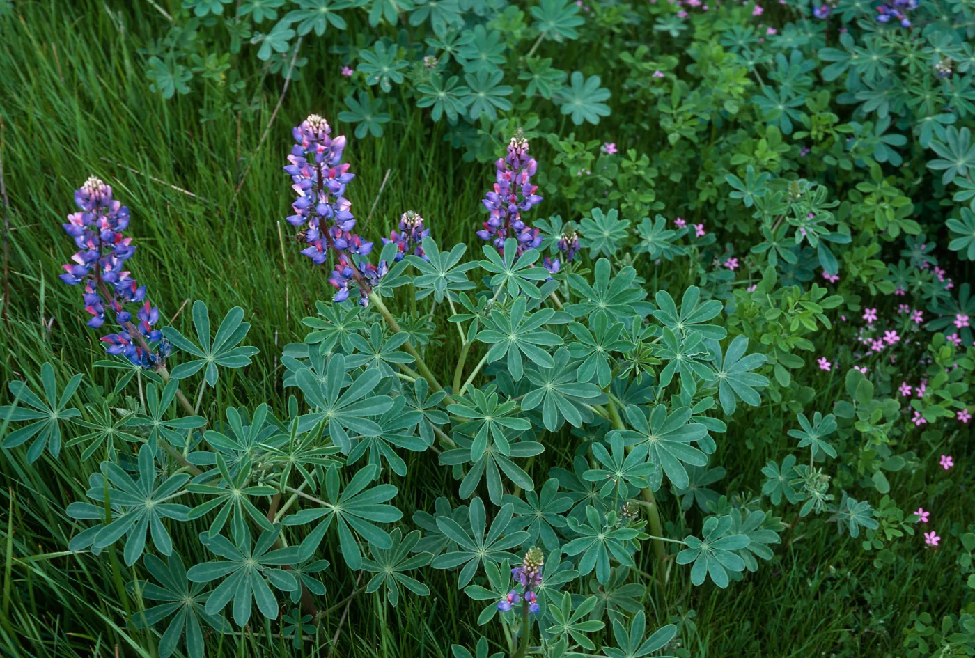 Lupine