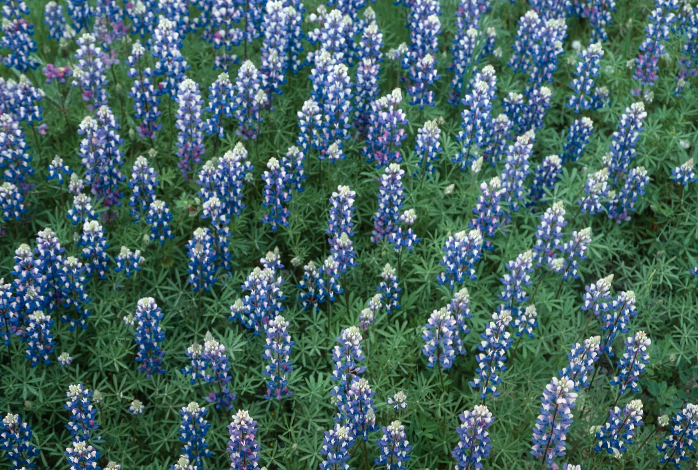 Lupine, Lopez