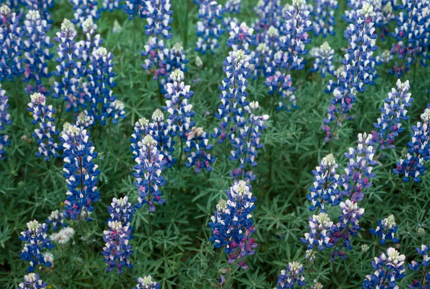 Lupine, Lopez