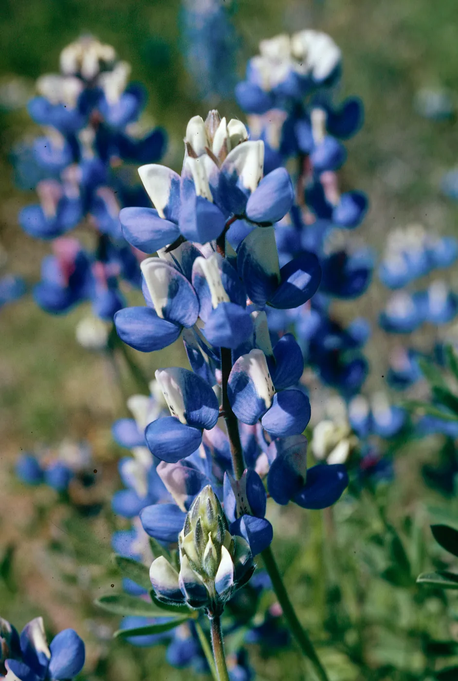 Lupinus nanus