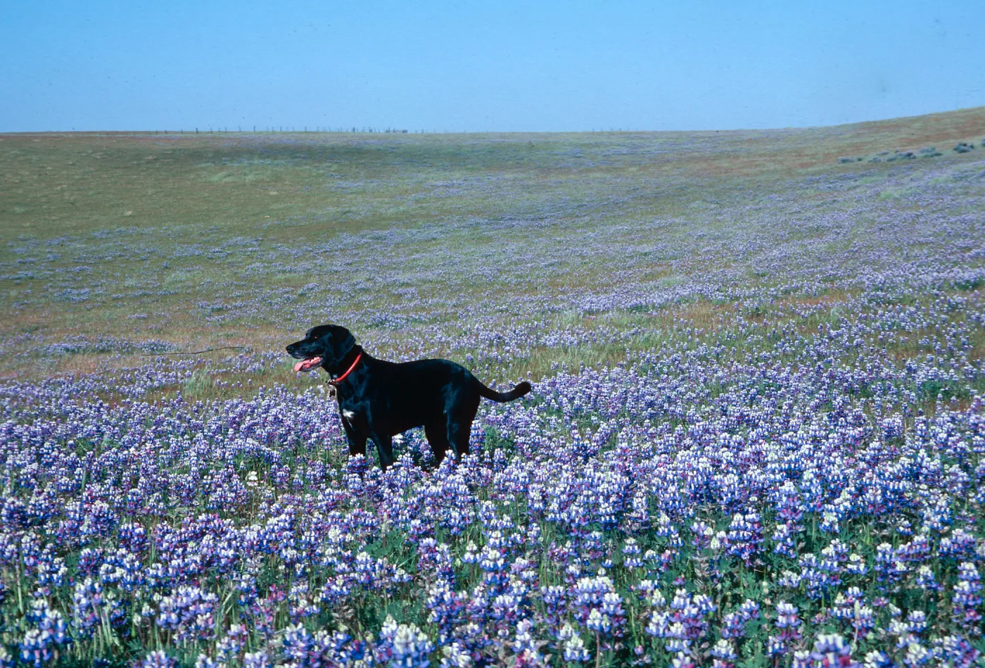 Lupinus (Lupine)