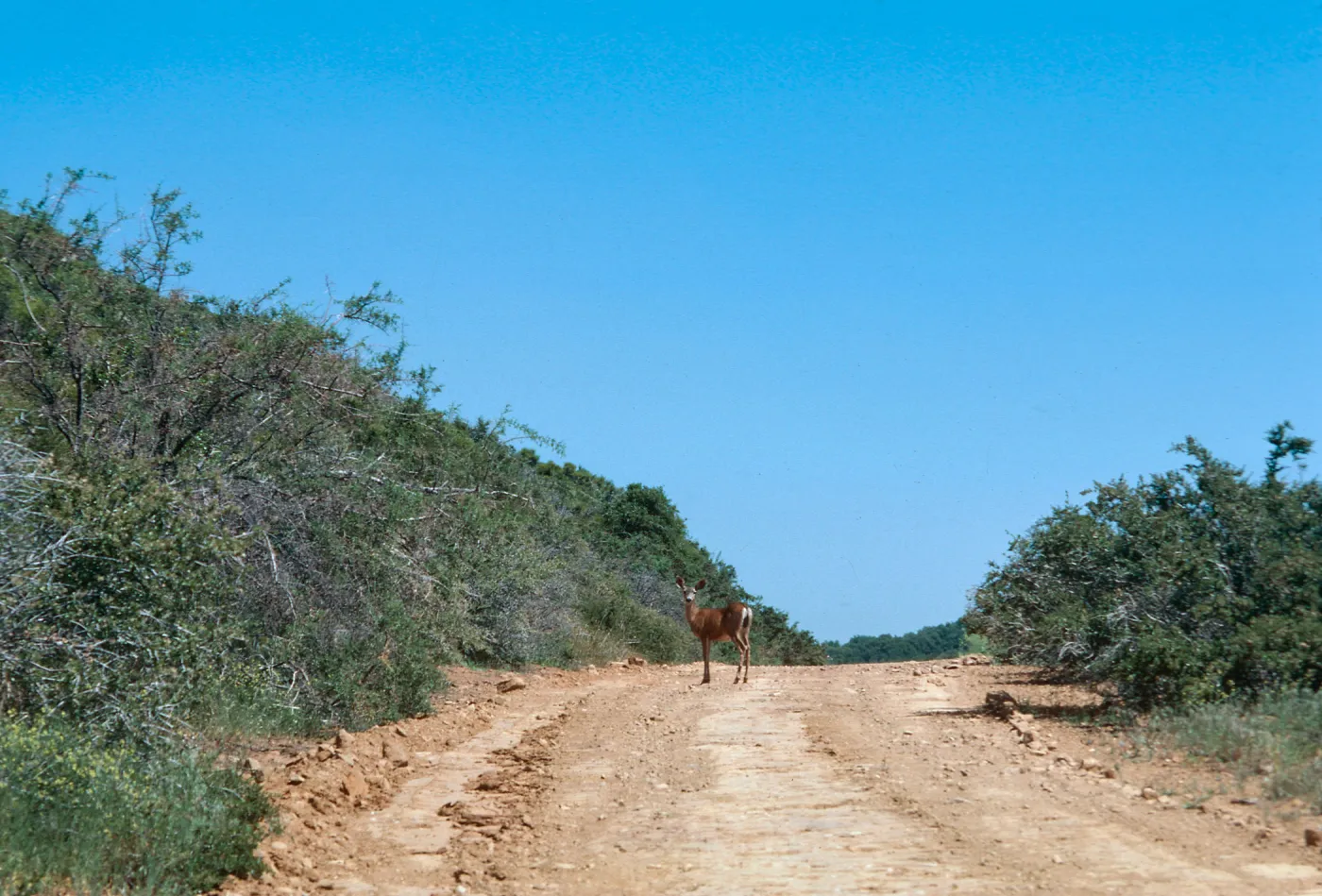 deer, Miranda Pine