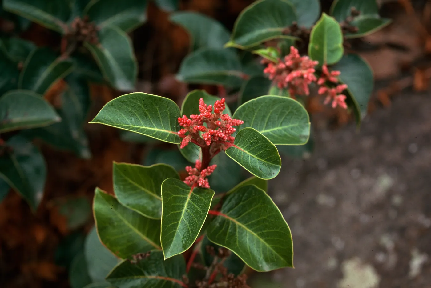 Rhus ovata