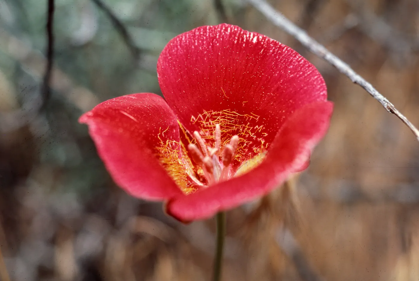 Mariposa lily
