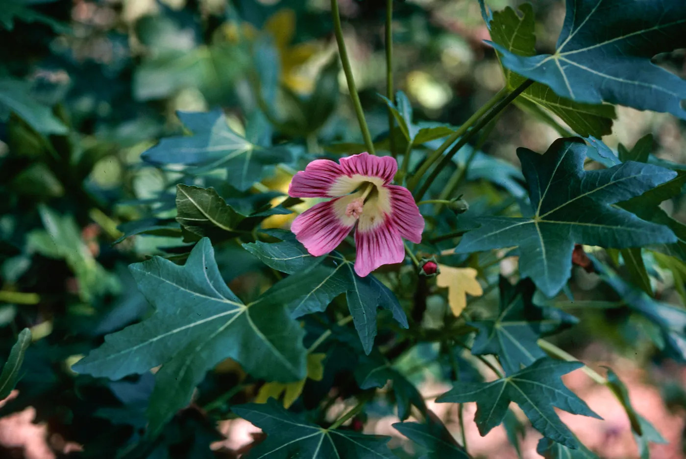 Lavatera BG