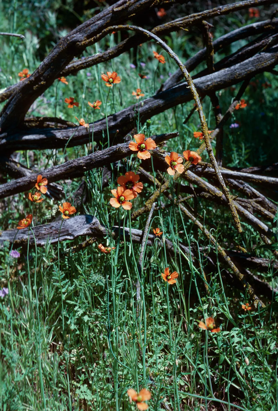 Wind Poppy
