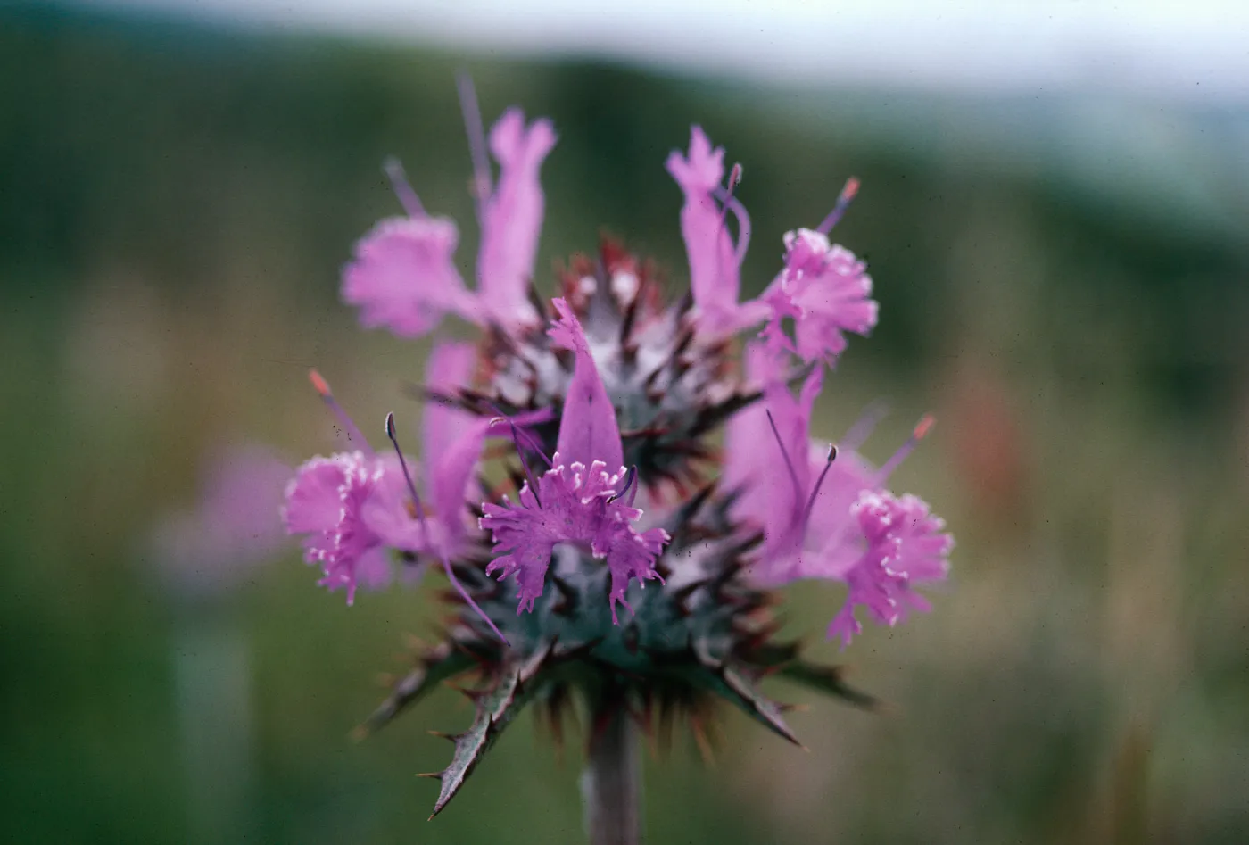 Thistle Sage