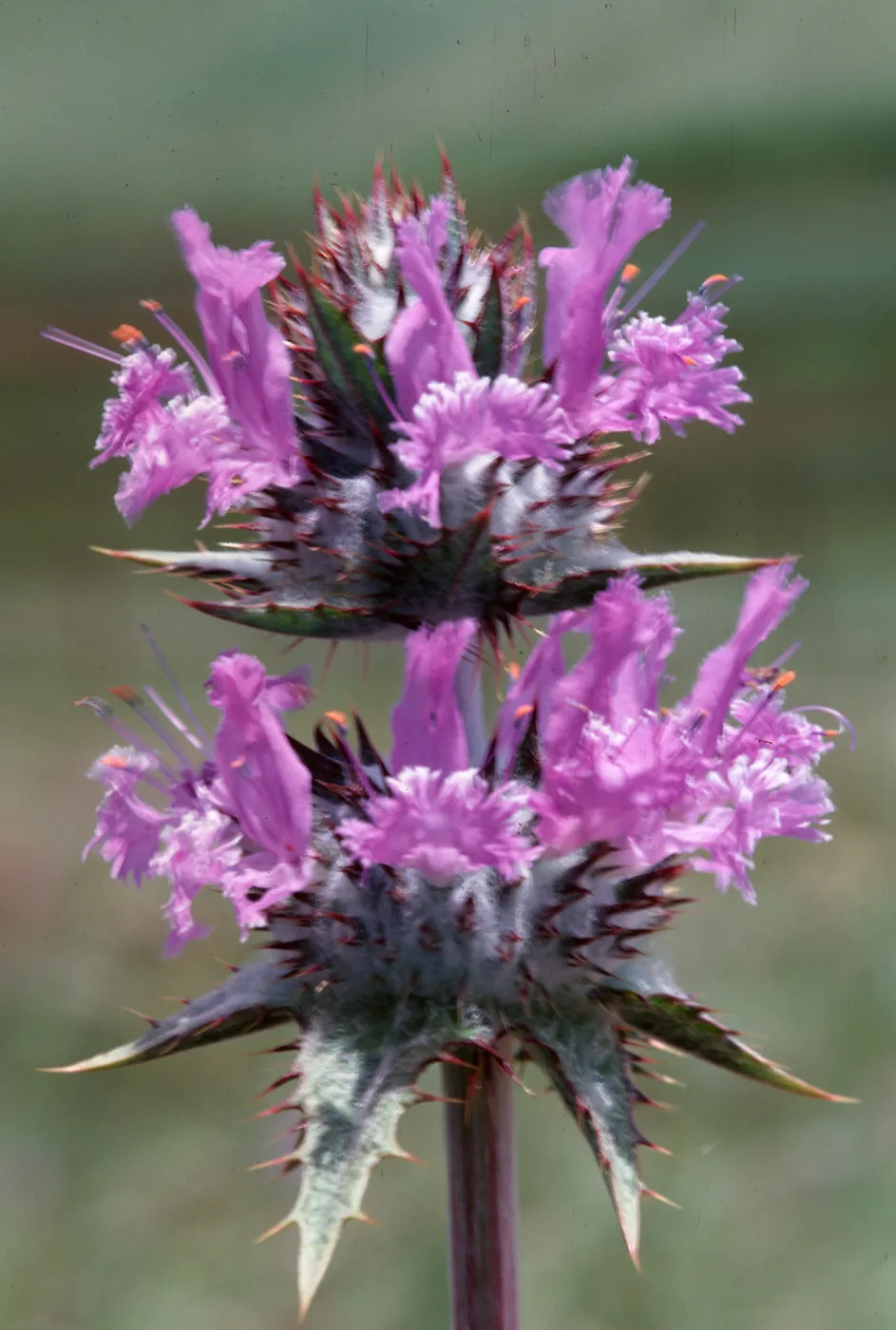 Thistle Sage
