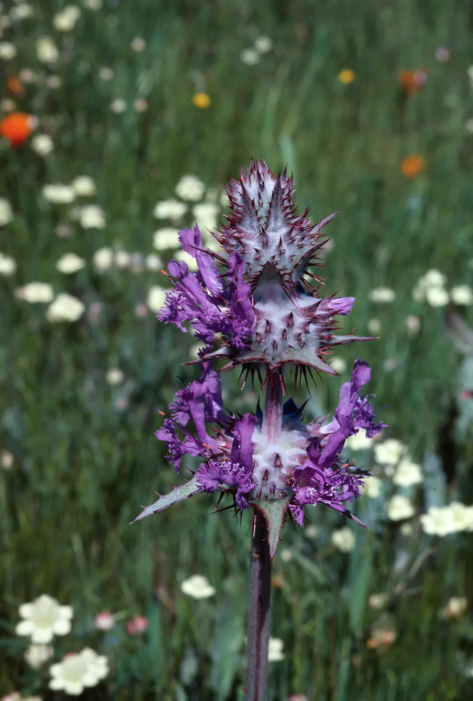 Thistle Sage, Sainz