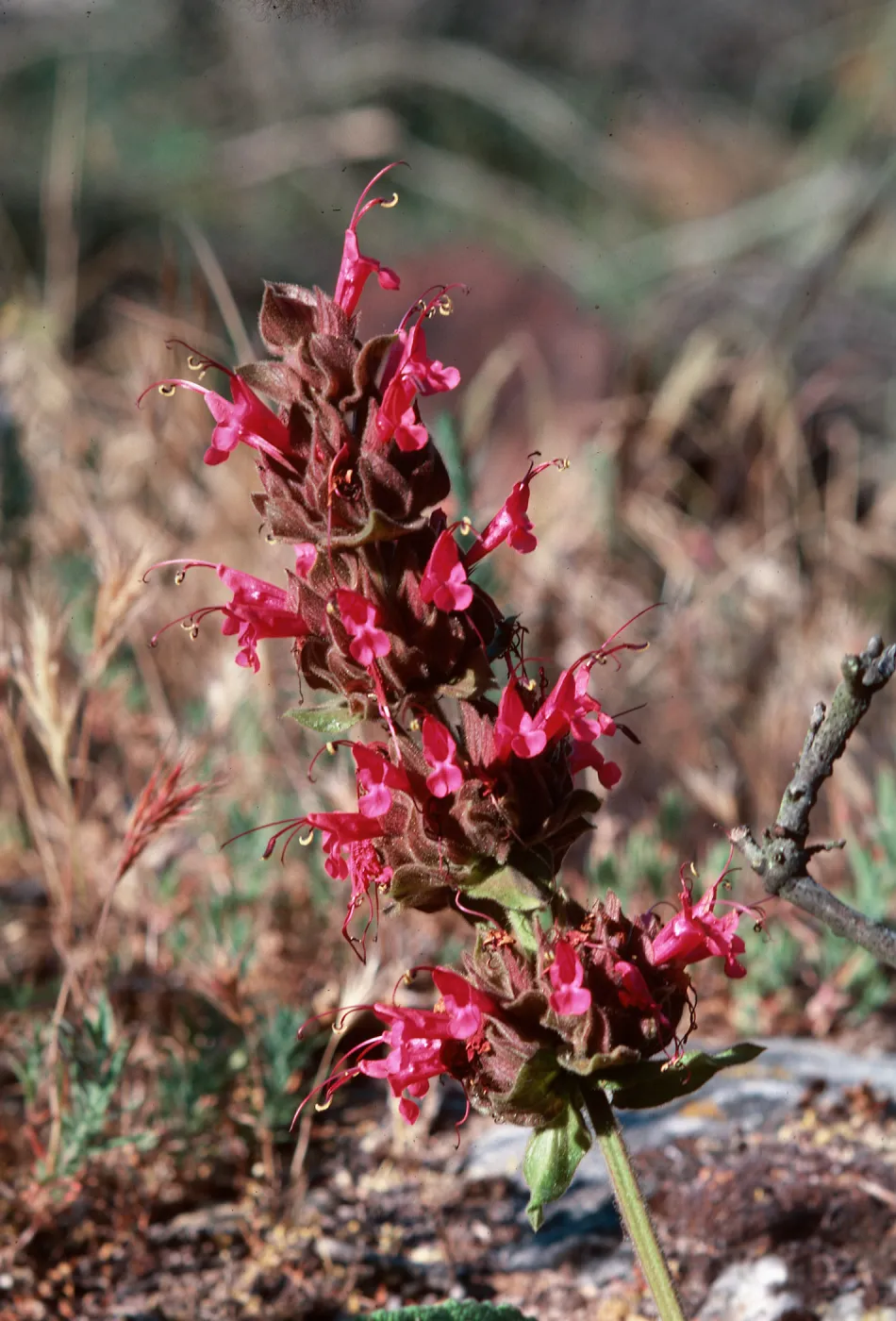 Salvia spathacea (California Hummingbird Sage)