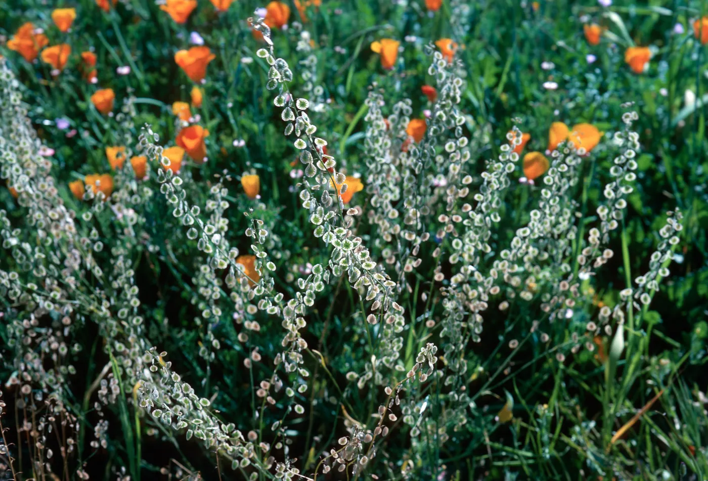 Lace pod, Las Flores