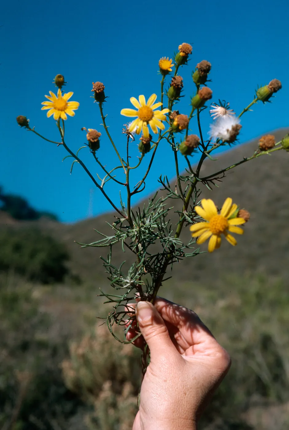 Senecio - Orcutt