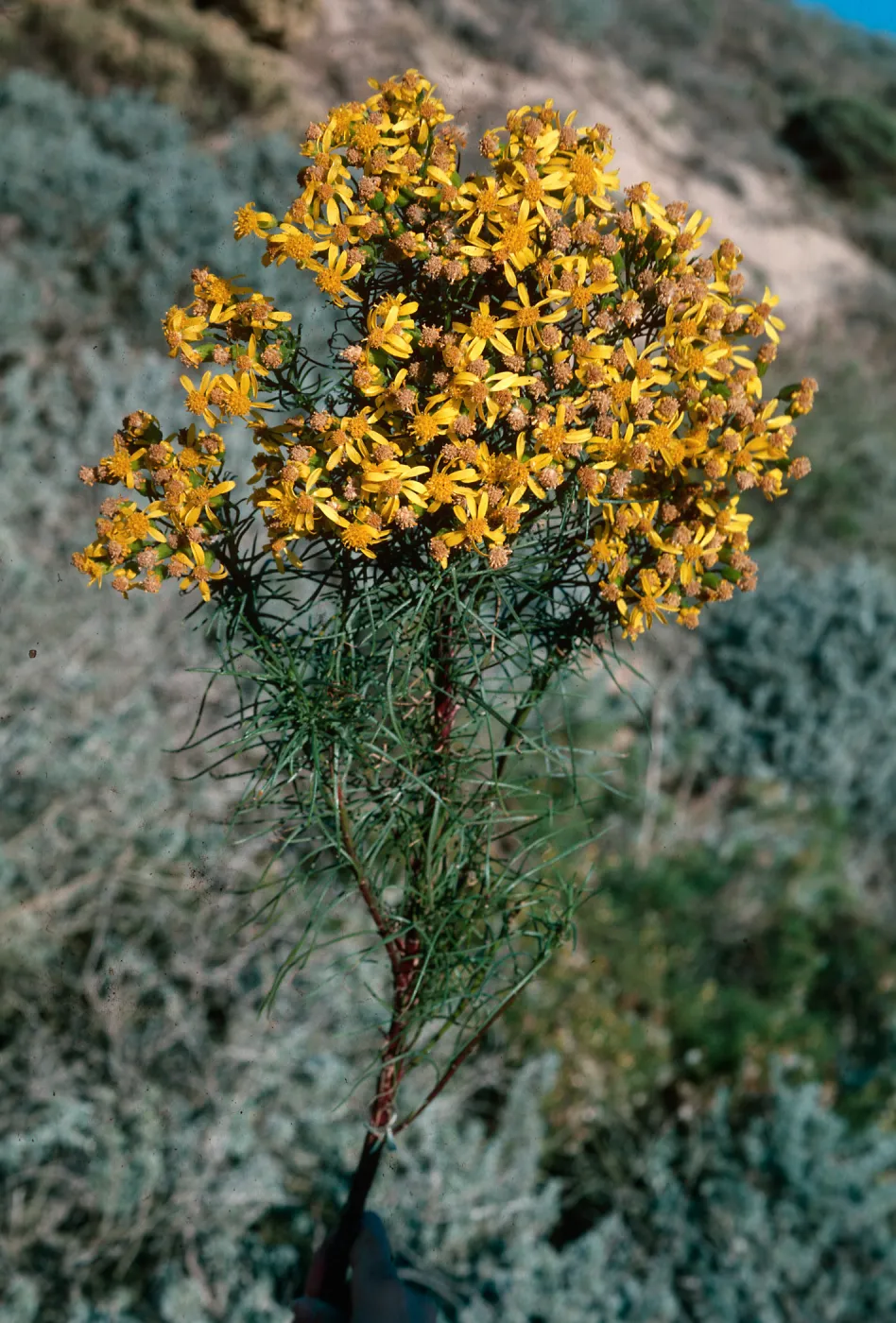 Senecio blochmaniae