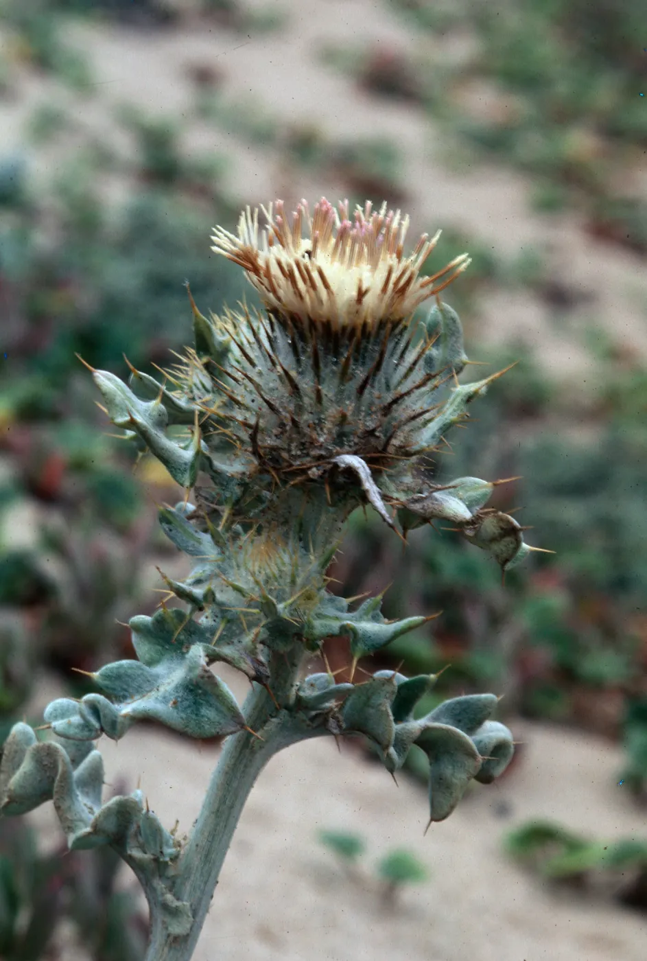 Surf Thistle