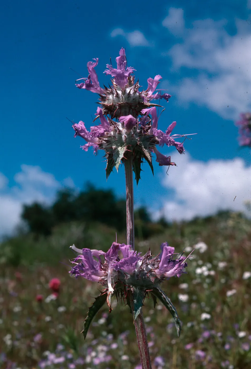 Salvia (sage)