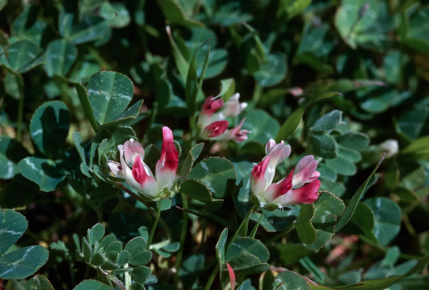 Trifolium ligusticum ?