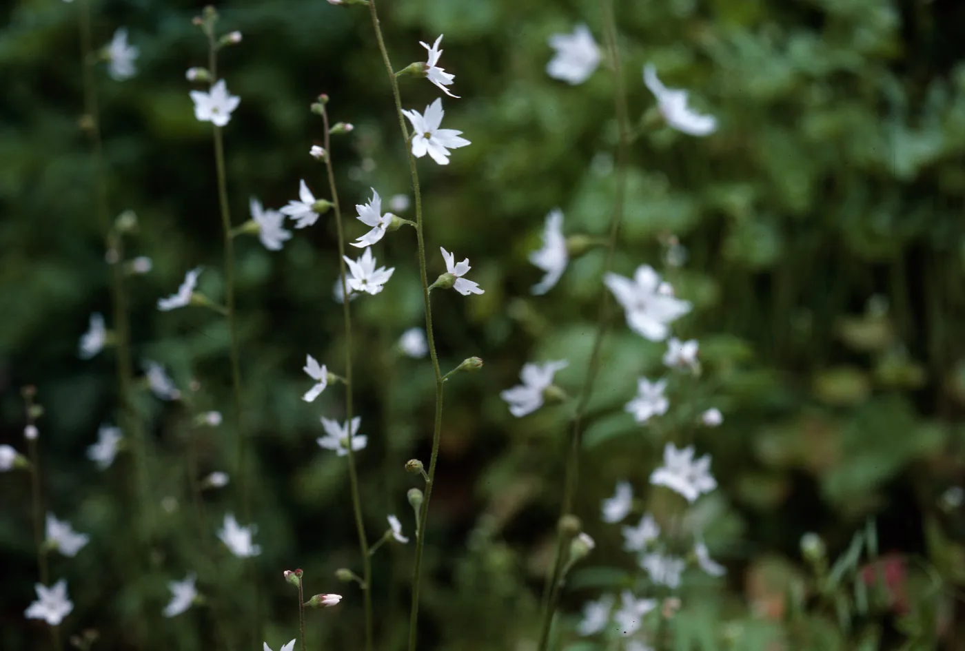 Woodland Star, Lopez
