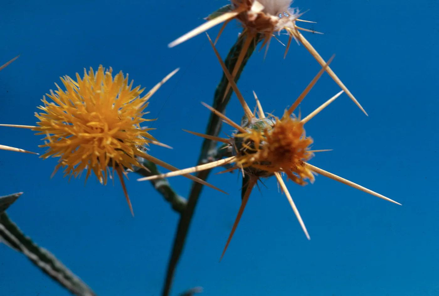 Yellow Starthistle