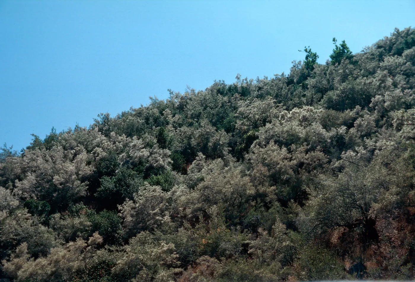 Mountain Mahogany