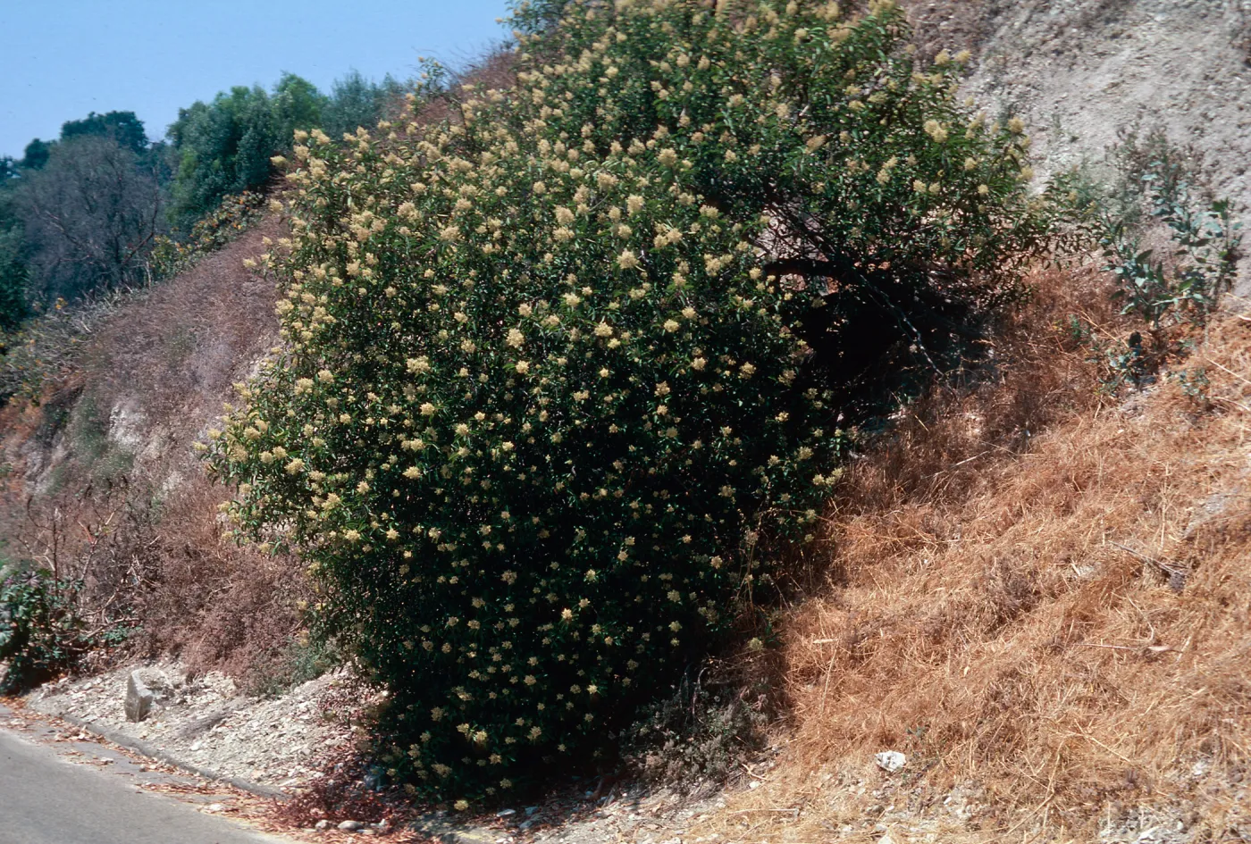 Sumac (?) Home