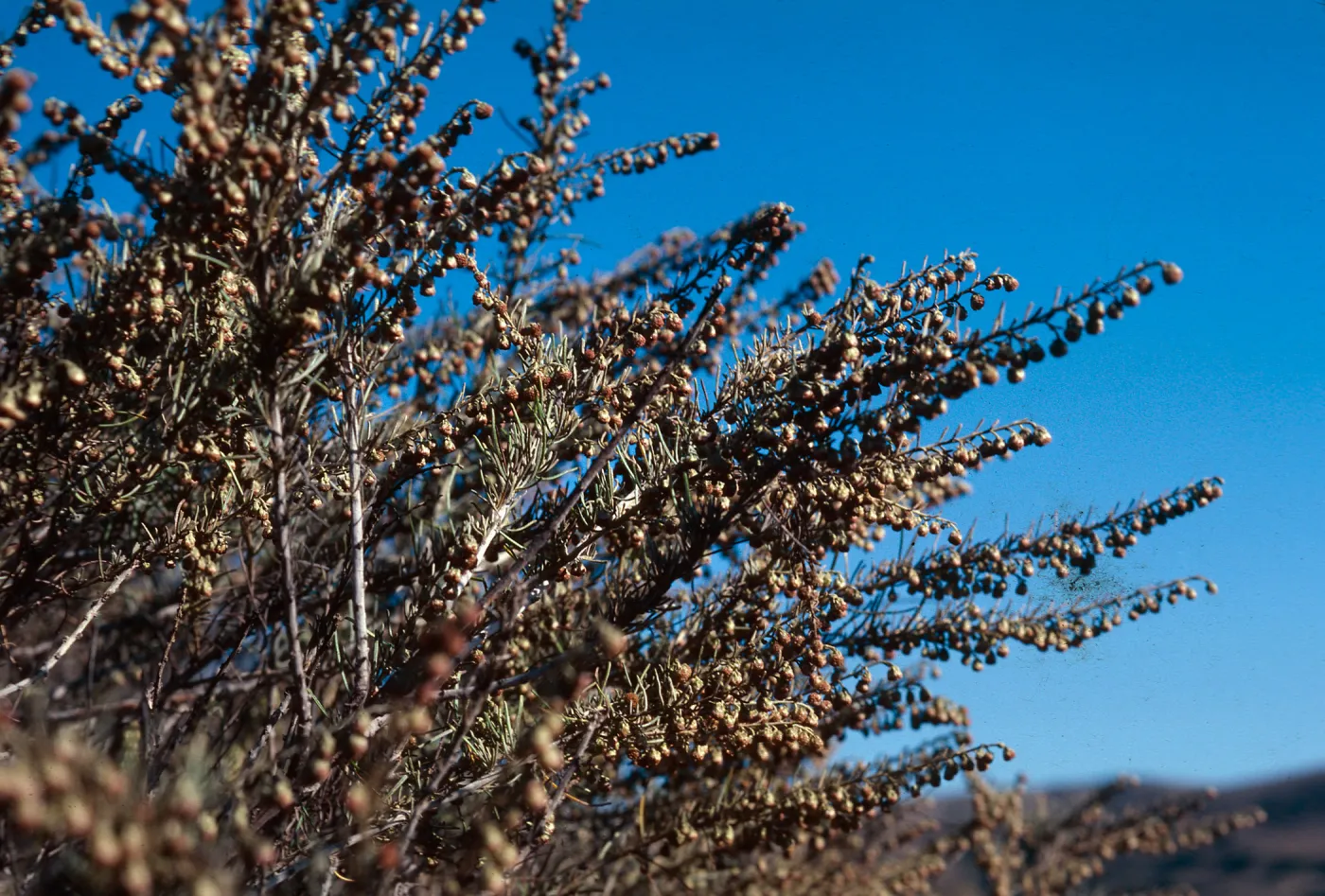 California Sagebrush