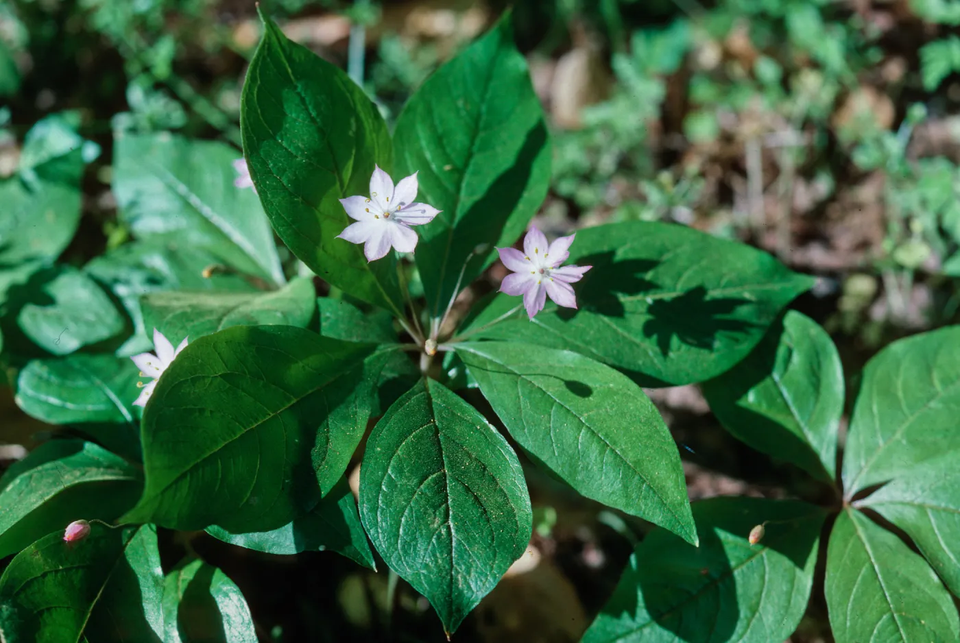 Trientalis latifolia, Starflower, Lopez Canyon