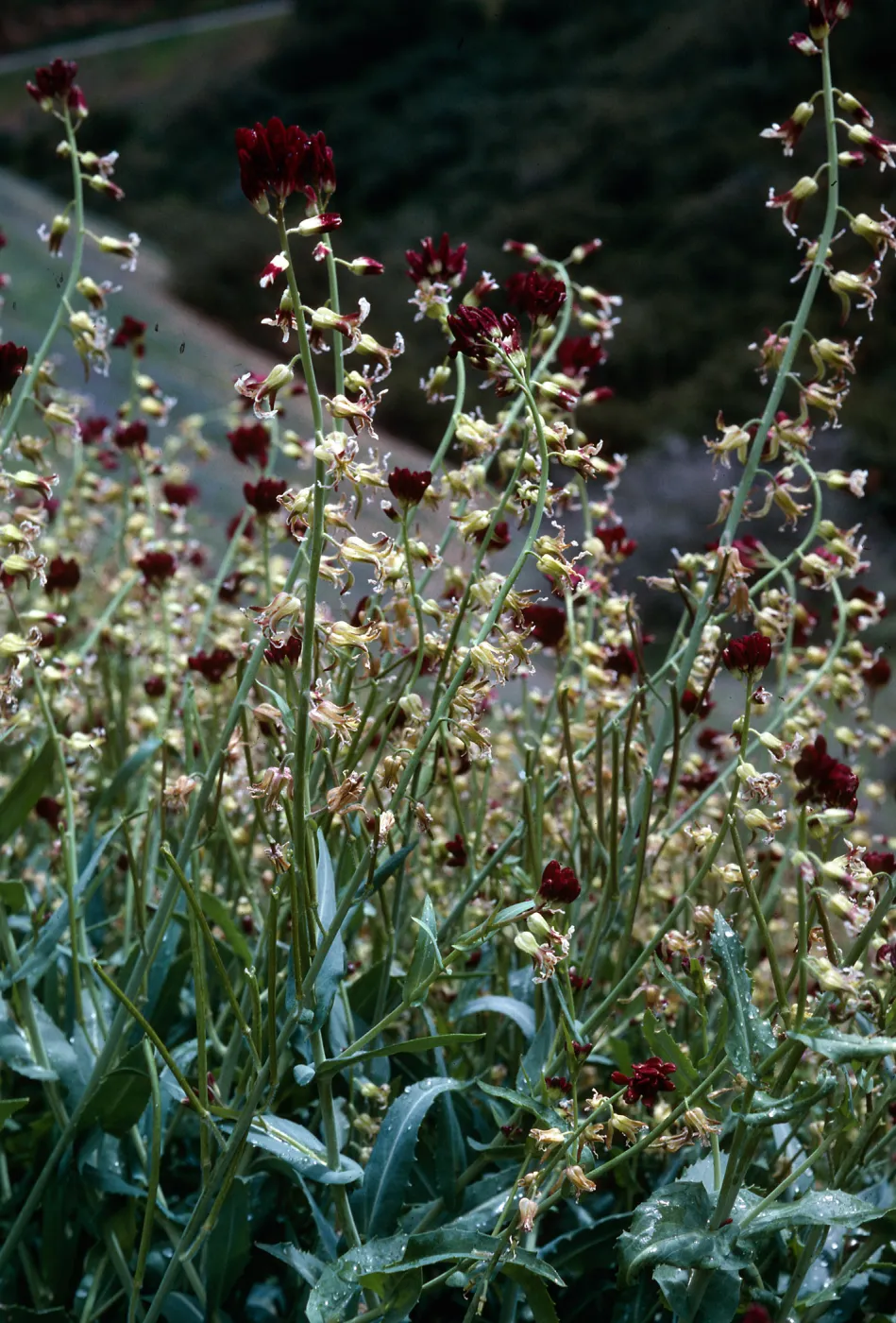 Caulanthus - bc, West of McKittrich