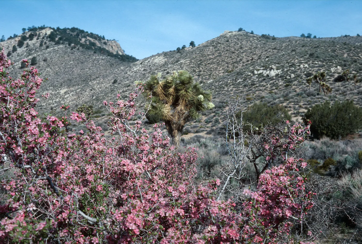 Walker Pass