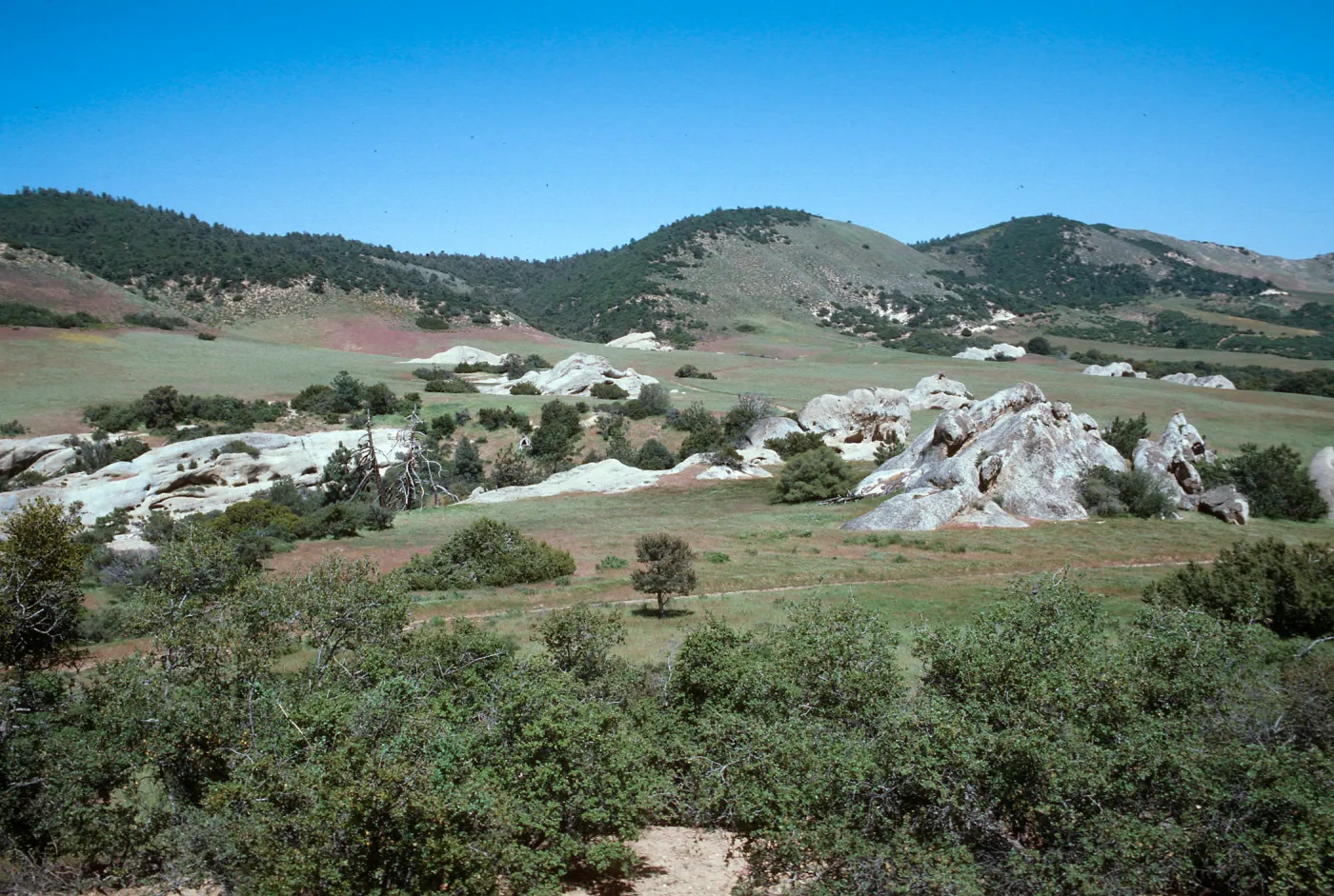 Pine Corral Potrero