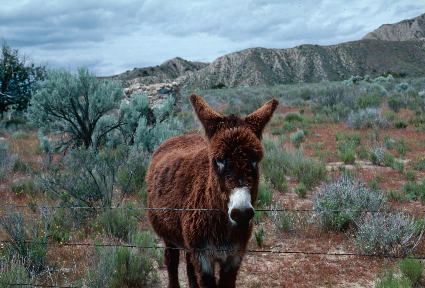 Quatal Canyon