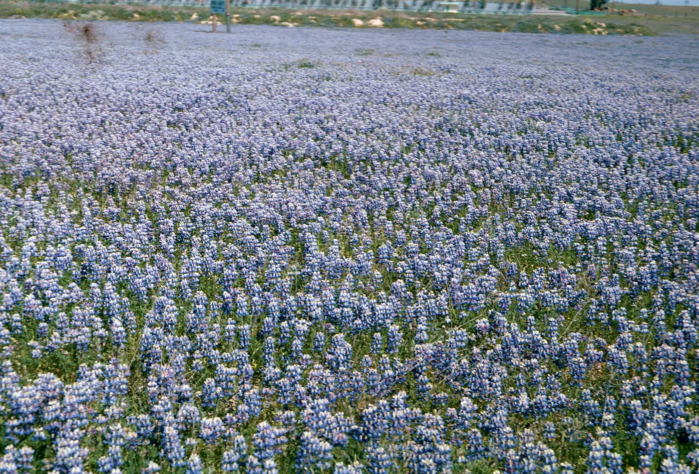 S Maria ? (Lupine)