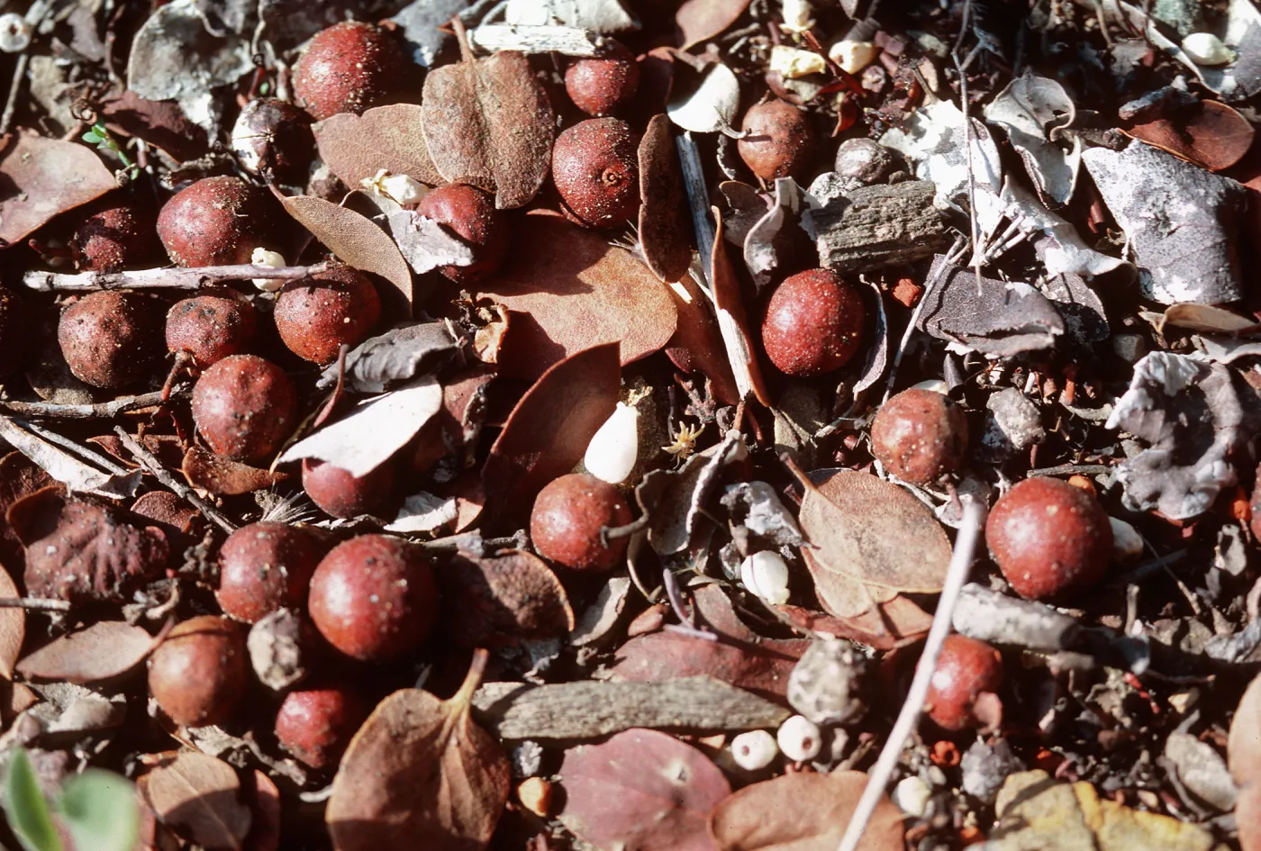 Fr[uit], Arctostaphylos glauca