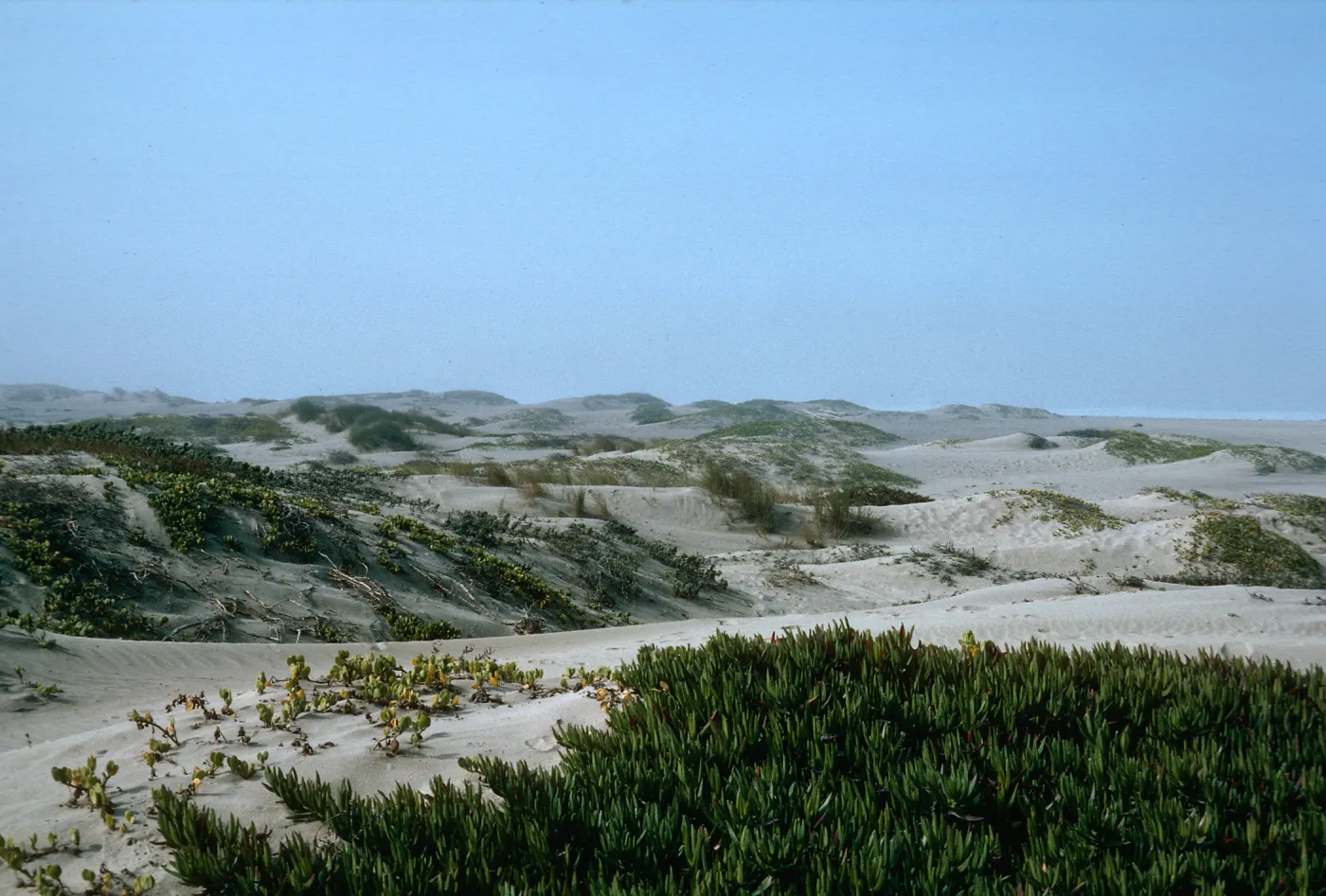 Surf, Santa Ynez River, Santa Barbara County