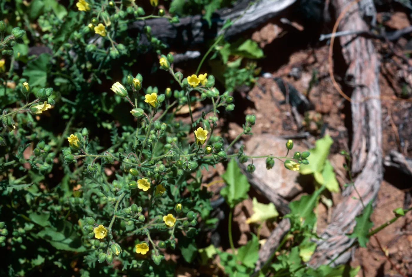 Emmenanthe