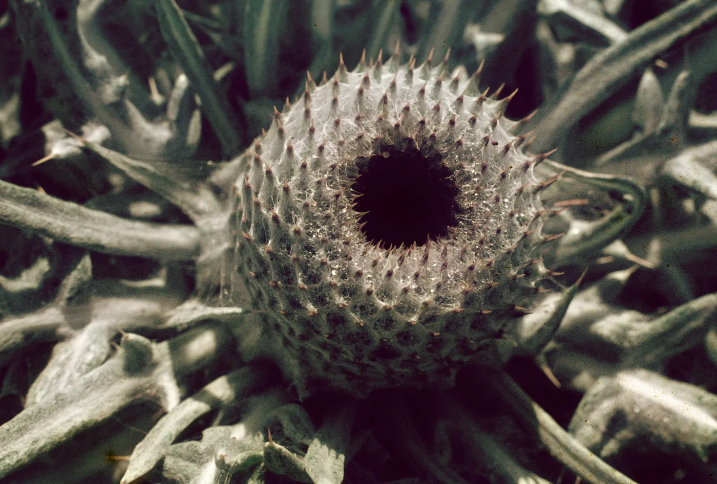 Thistle, Cambria