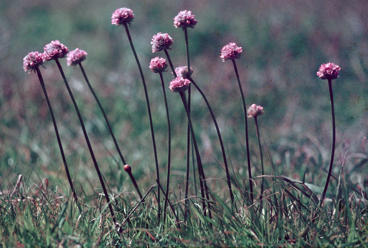 Armeria, Cambria