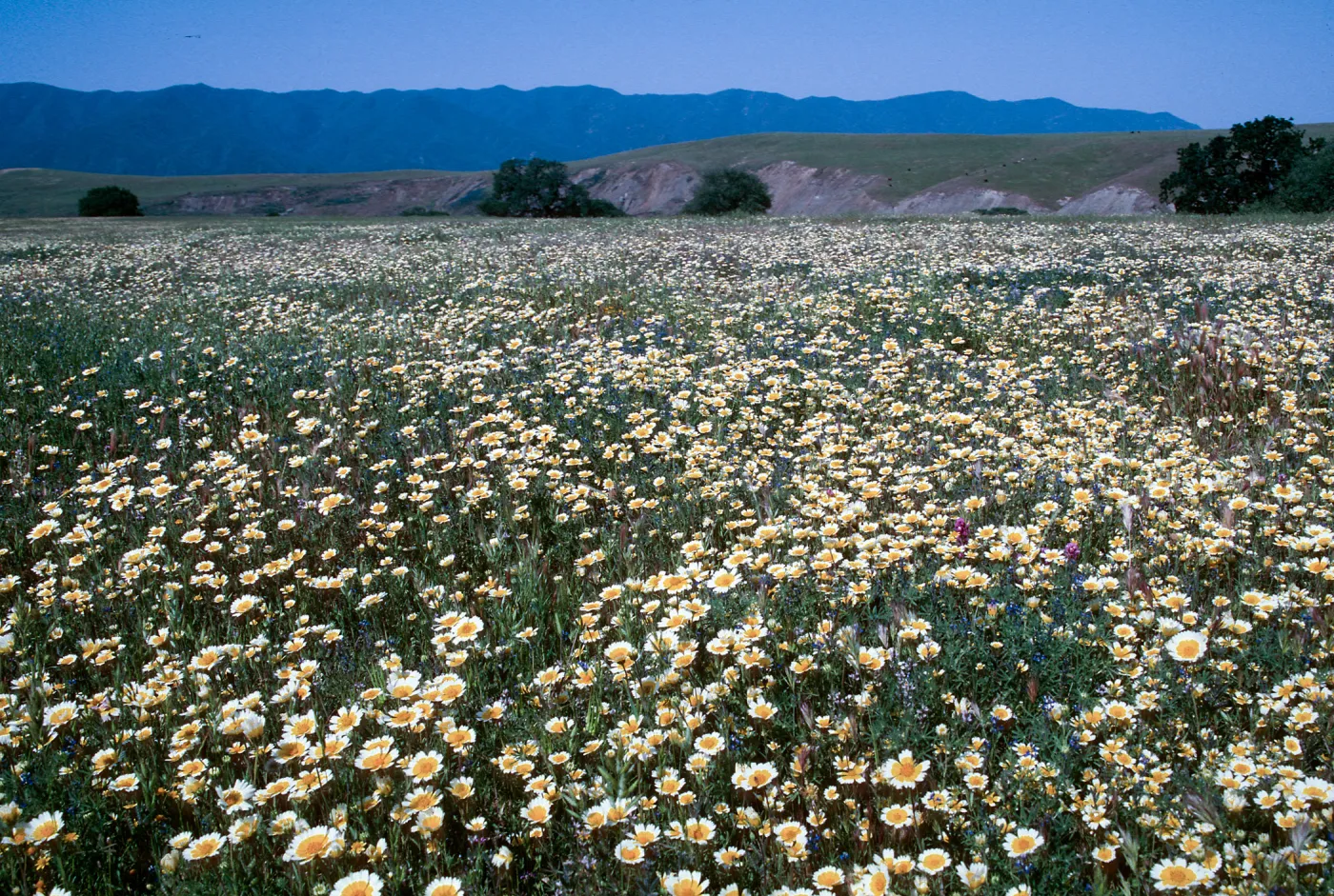 Layia platyglossa, Tidy Tips, Cottonwood