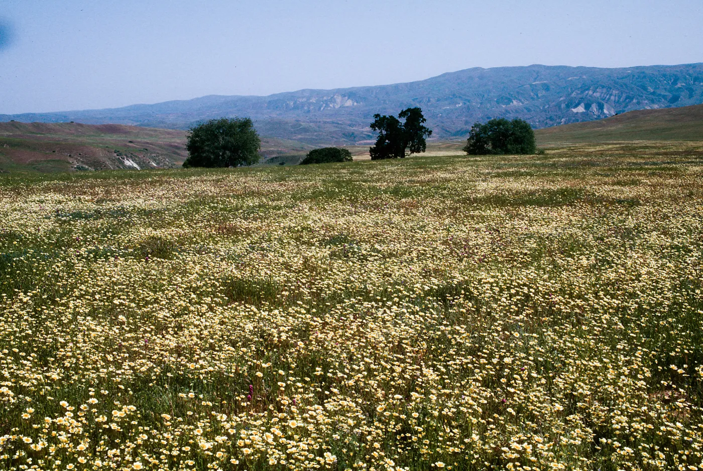 Layia platyglossa, Tidy Tips, Cottonwood