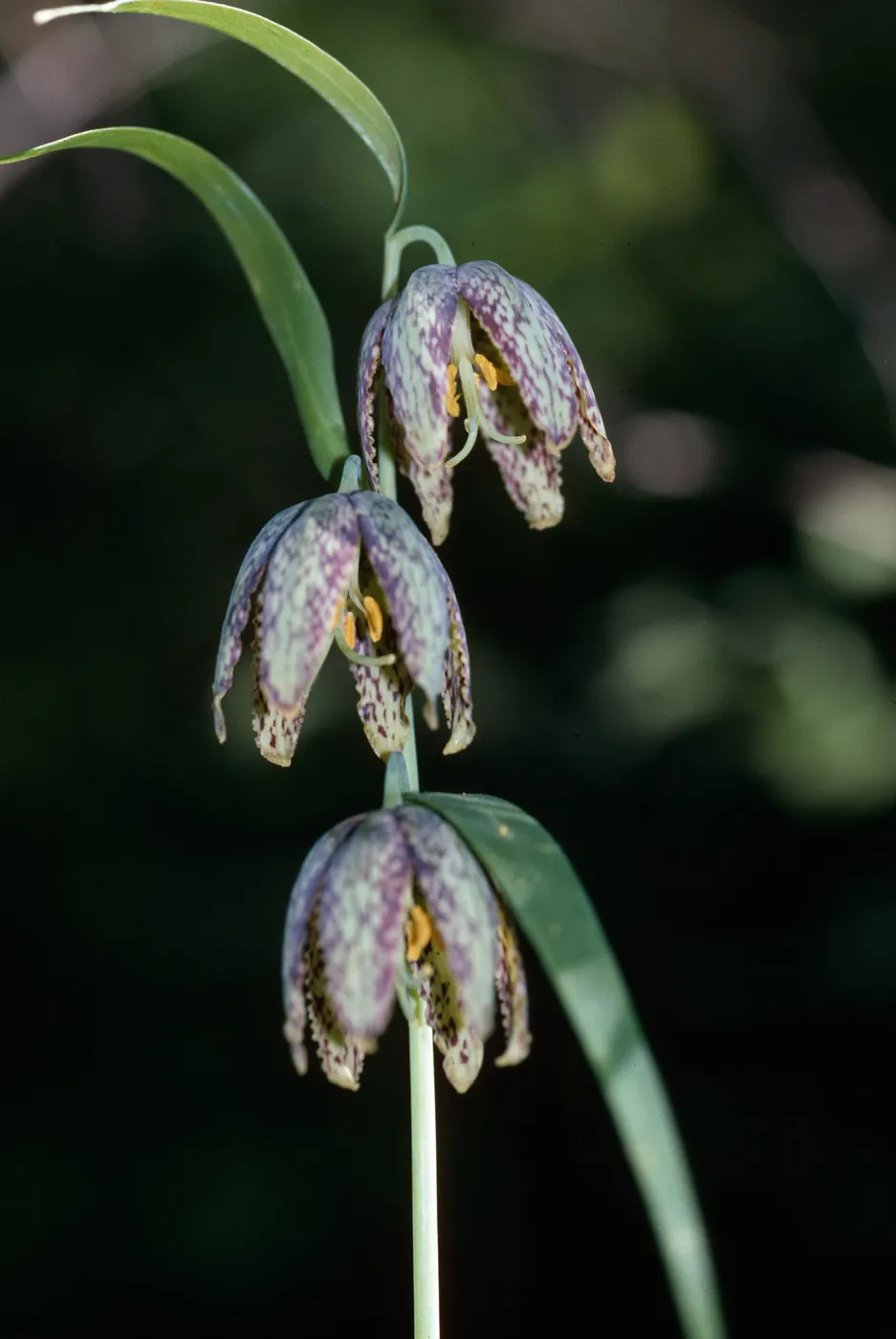 Fritillaria ojaiensis, Ojai Fritillary, Santa Rita Road