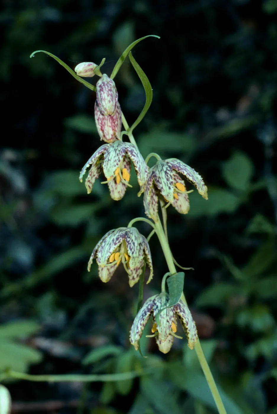 Fritillaria ojaiensis, Ojai Fritillary, Santa Rita Road