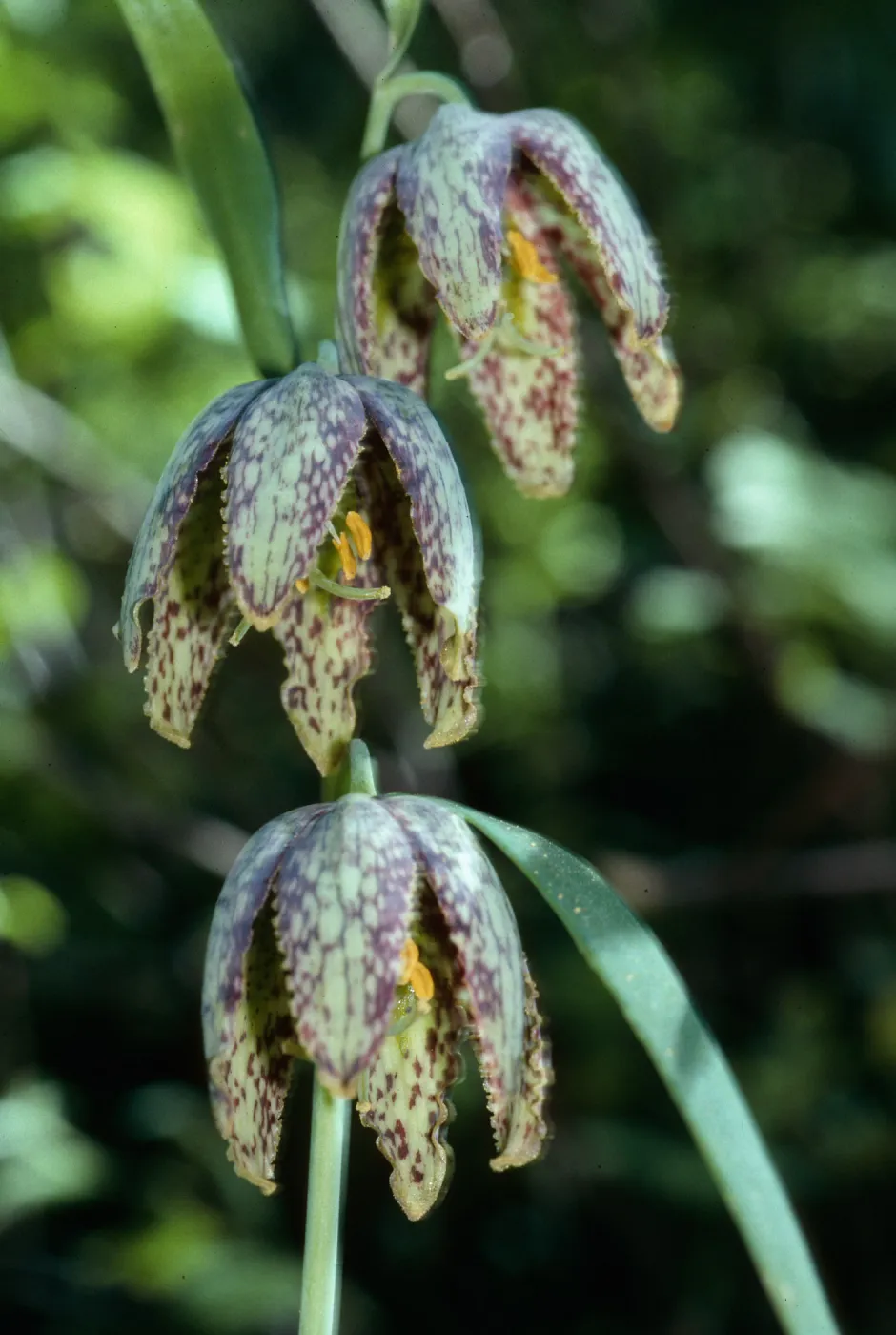 Fritillaria ojaiensis, Ojai Fritillary, Santa Rita Road