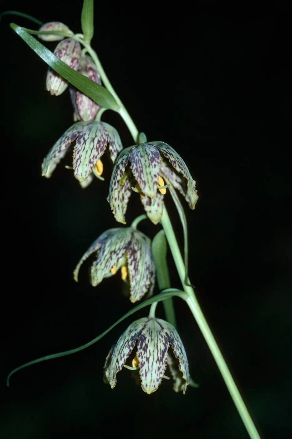 Fritillaria ojaiensis, Ojai Fritillary, Santa Rita Road